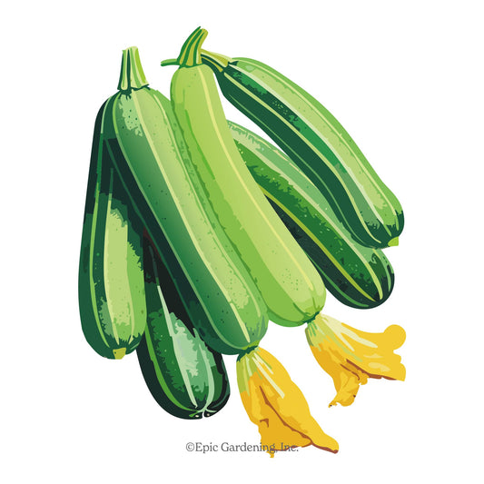 Cocozelle Summer Squash