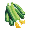 Cocozelle Summer Squash