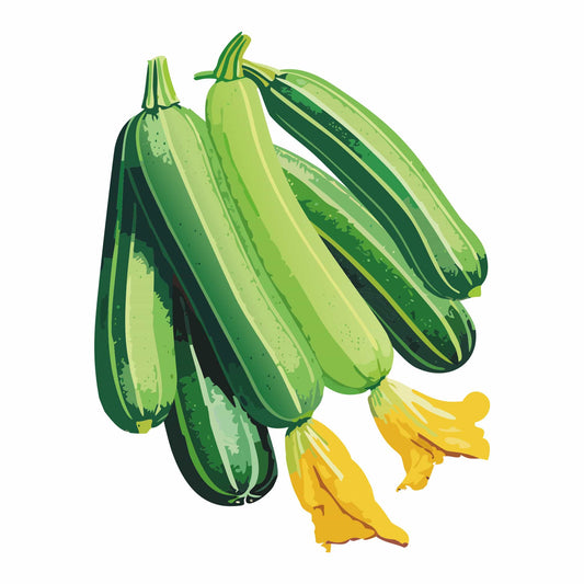 Cocozelle Summer Squash