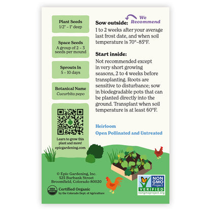 Cocozelle Summer Squash