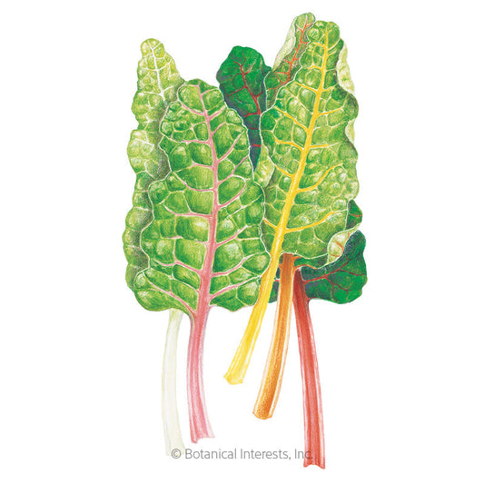 Five Color Silverbeet Swiss Chard Seeds Product Image