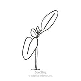 Five Color Silverbeet Swiss Chard Seeds