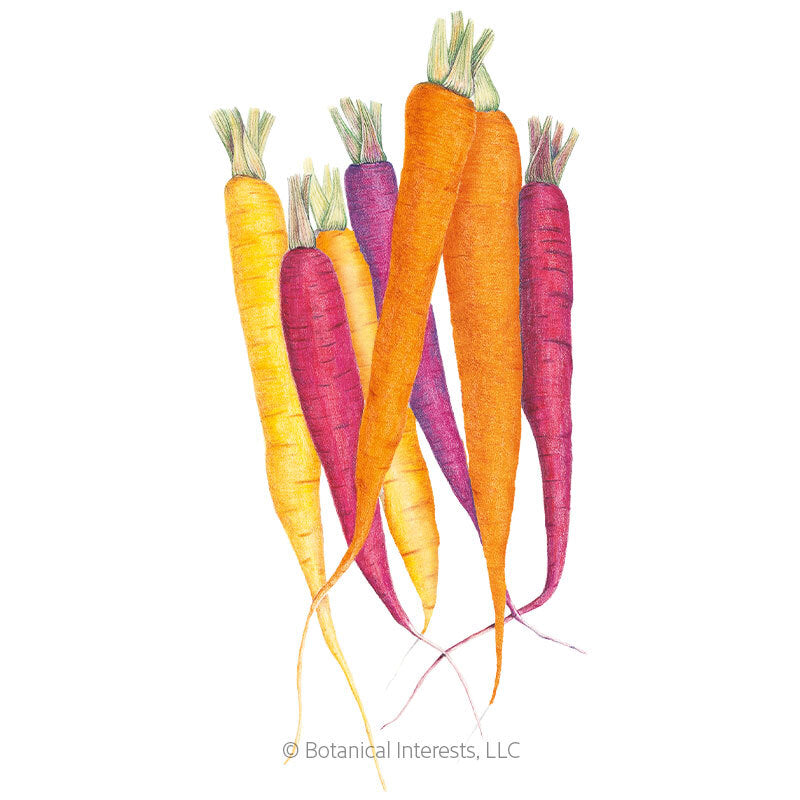 Carnival Blend Carrot Seeds