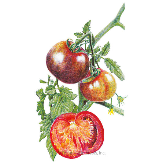 Black Krim Pole Tomato Seeds