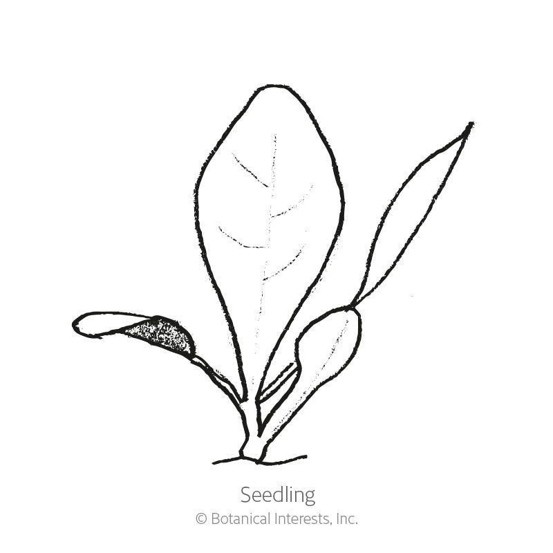 Palla Rossa Mavrik Radicchio Seeds