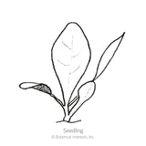 Palla Rossa Mavrik Radicchio Seeds