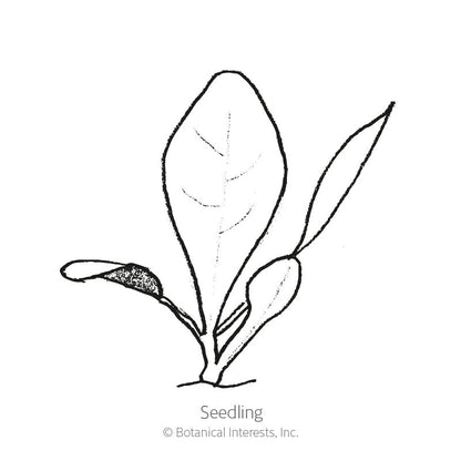 Palla Rossa Mavrik Radicchio Seeds