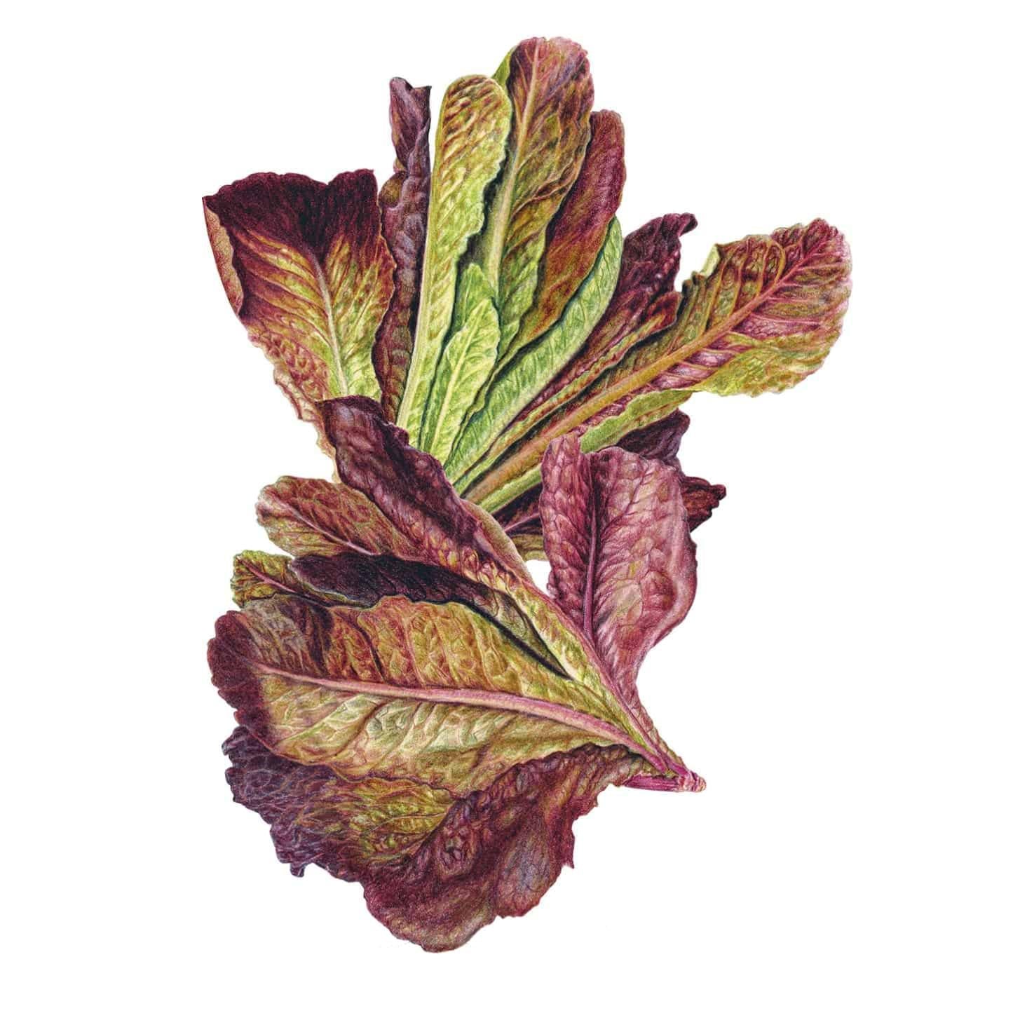 Rouge d'Hiver Romaine Lettuce Seeds