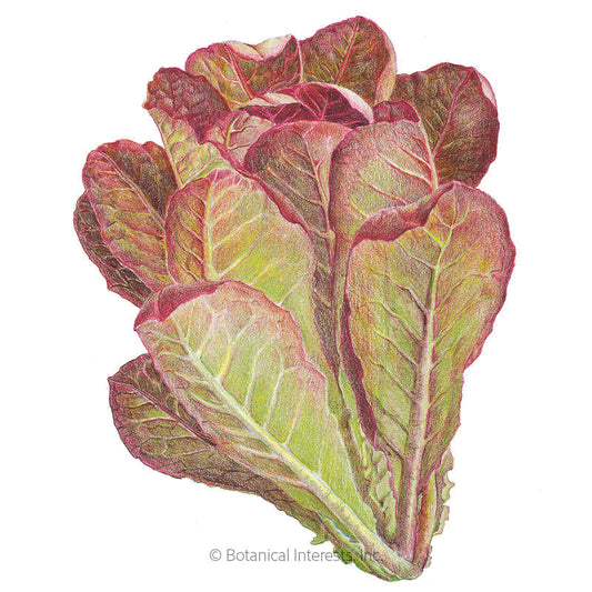 Rouge d'Hiver Romaine Lettuce Seeds Product Image