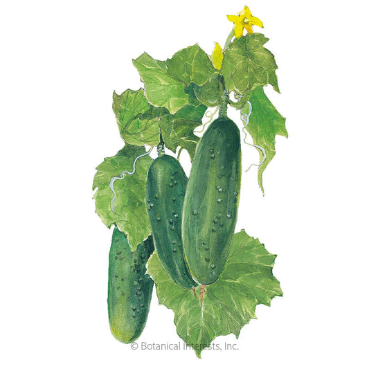 Marketmore Cucumber Seeds Product Image