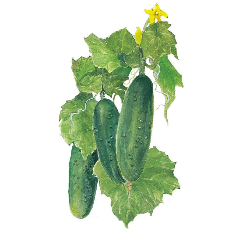 Marketmore Cucumber Seeds