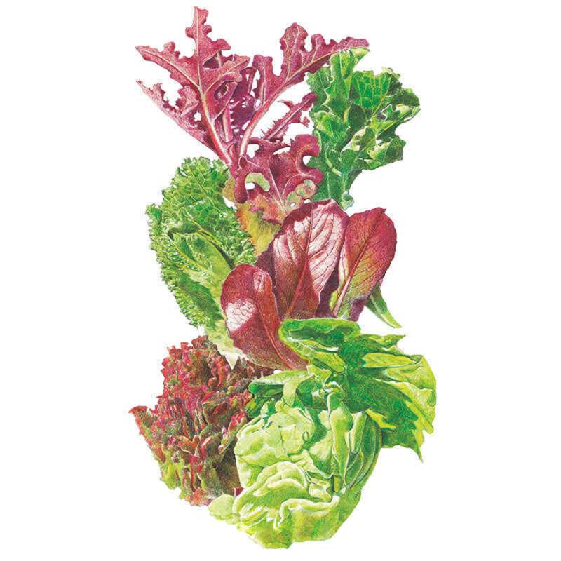 Gourmet Baby Greens Mesclun Lettuce Seeds
