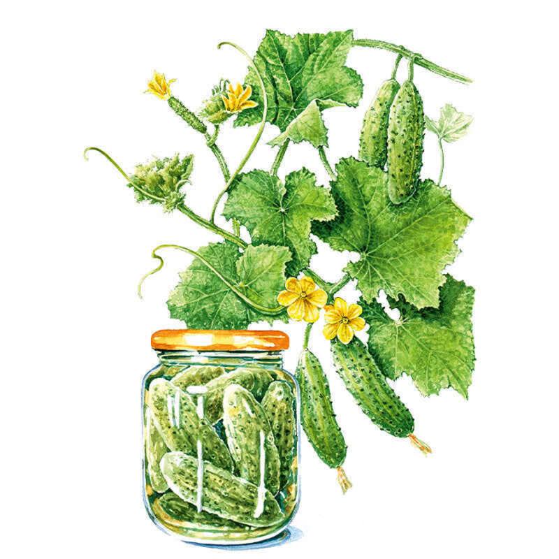 Hokus Gherkin Cucumber Seeds – Epic Gardening