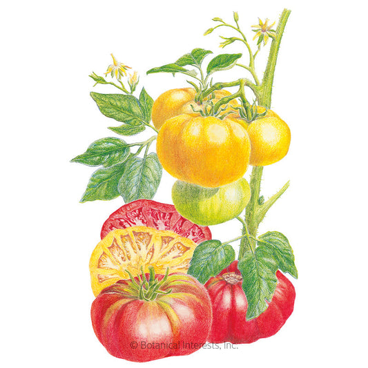 Brandywine Red & Yellow Blend Pole Tomato Seeds Product Image