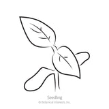 Brandywine Red & Yellow Blend Pole Tomato Seeds