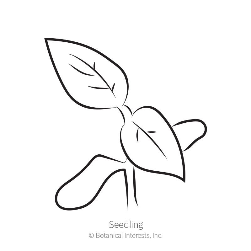 Brandywine Red & Yellow Blend Pole Tomato Seeds