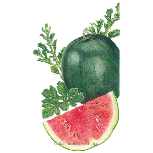 Sugar Baby Watermelon Seeds Product Image