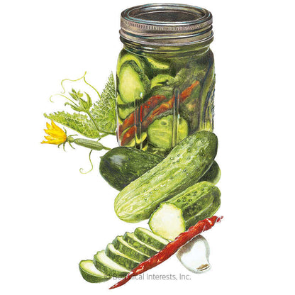 Homemade Pickles Cucumber Seeds