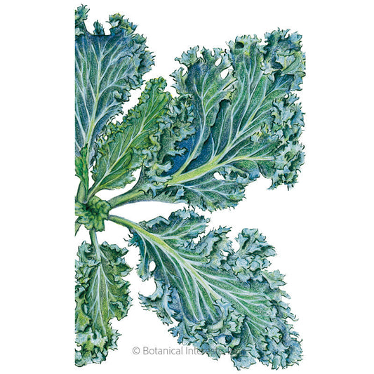 Dwarf Blue Curled Kale Seeds Product Image