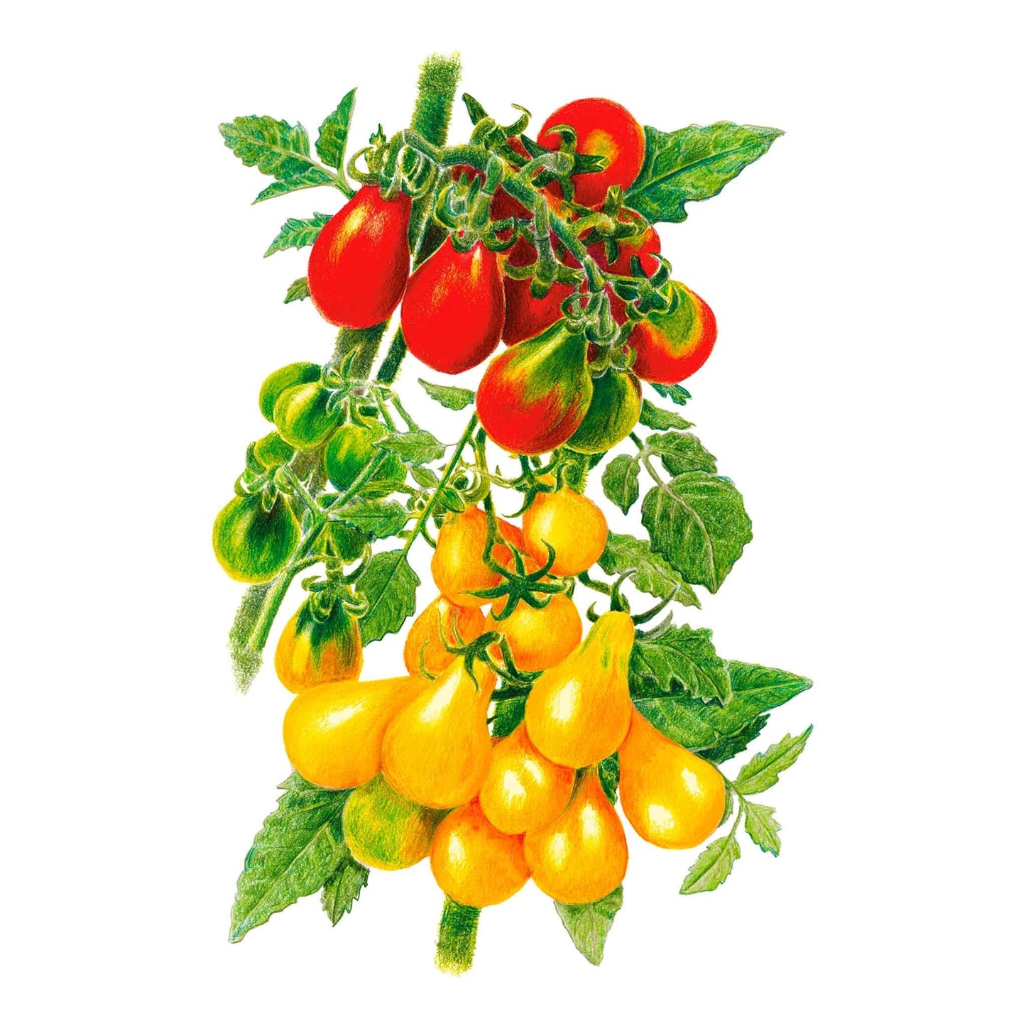 Red & Yellow Pear Blend Pole Cherry Tomato Seeds