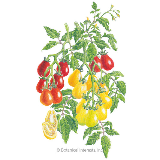 Red & Yellow Pear Blend Pole Cherry Tomato Seeds Product Image