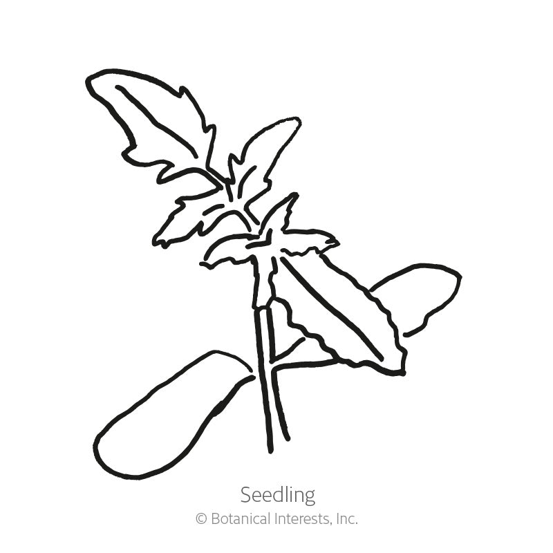 Red & Yellow Pear Blend Pole Cherry Tomato Seeds