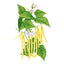 Gold Rush Bush Bean Seeds
