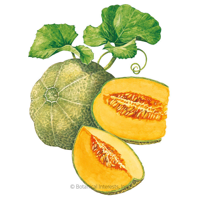 Minnesota Midget Cantaloupe/Muskmelon Melon Seeds Product Image