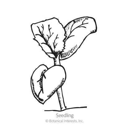 Minnesota Midget Cantaloupe/Muskmelon Melon Seeds