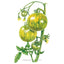 Green Zebra Pole Tomato Seeds