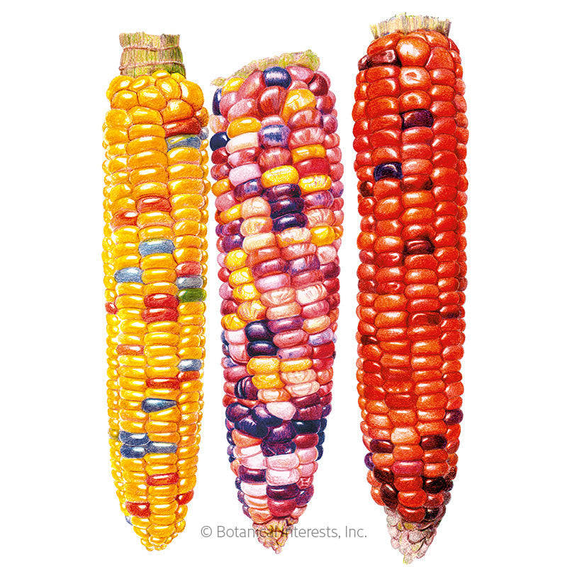 Painted Hill Sweet Corn Seeds Product Image