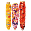 Painted Hill Sweet Corn Seeds