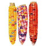 Painted Hill Sweet Corn Seeds