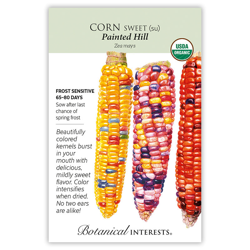 Painted Hill Sweet Corn Seeds