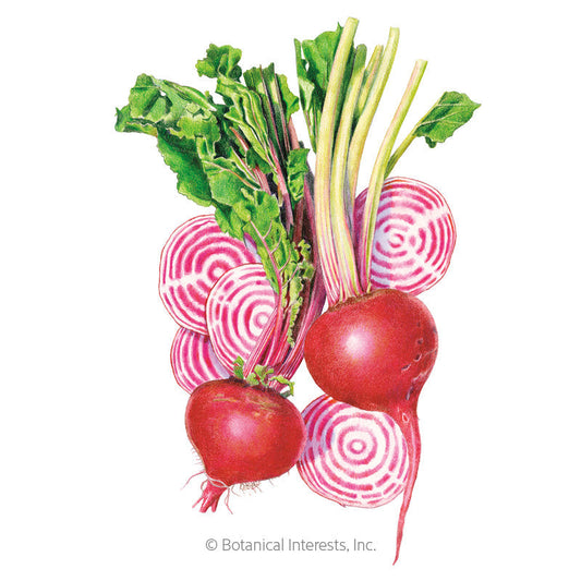 Chioggia Beet Seeds Product Image