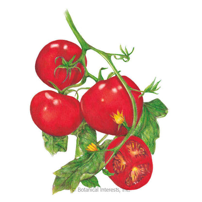 Moneymaker Pole Tomato Seeds