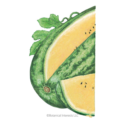 Mountain Sweet Yellow Watermelon Seeds