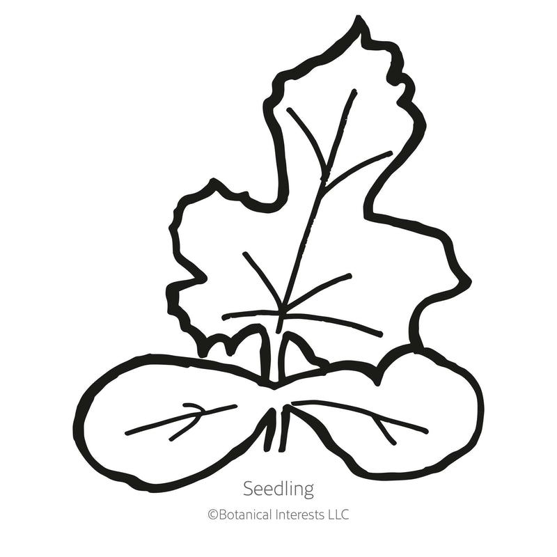 Mountain Sweet Yellow Watermelon Seeds