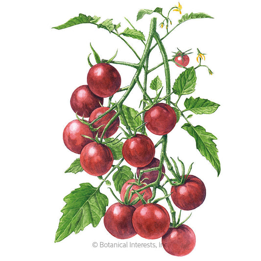 Chocolate Cherry Pole Cherry Tomato Seeds Product Image