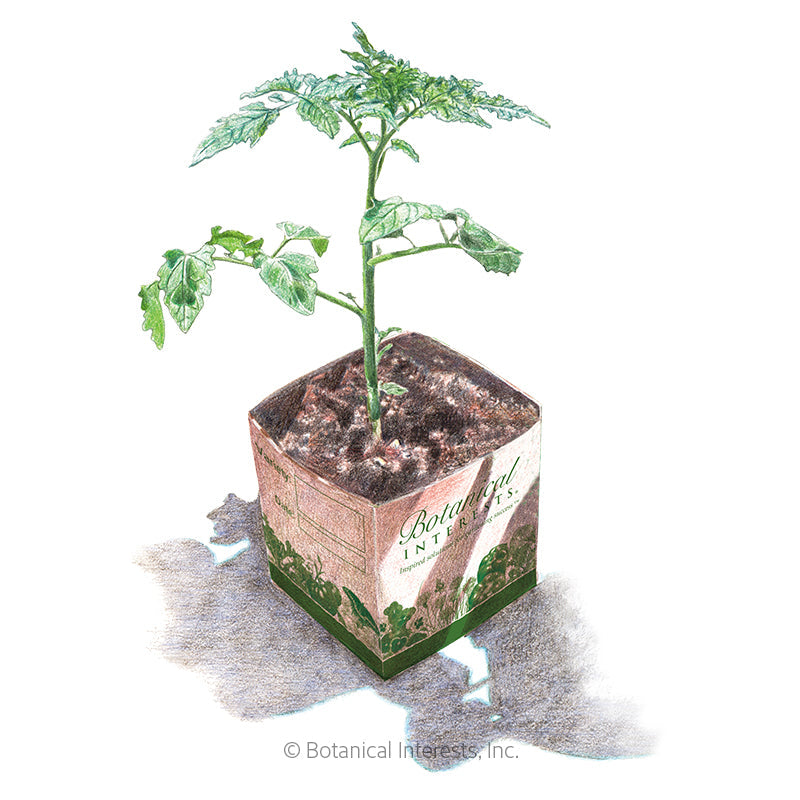Fortamino Rootstock Tomato Seeds