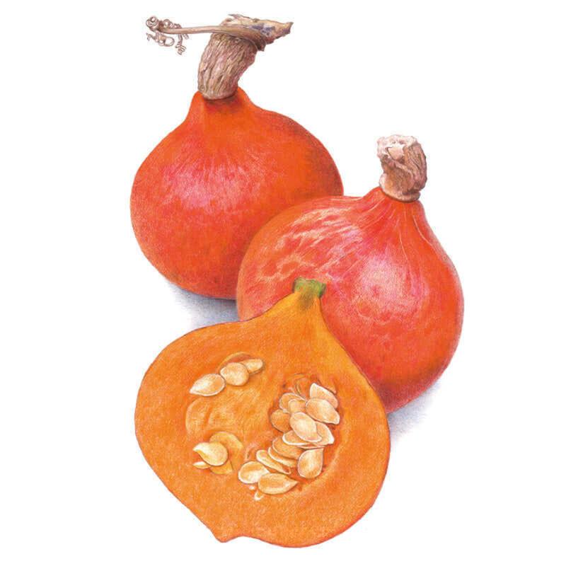 Red Kuri Winter Squash Seeds – Epic Gardening