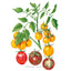 Artisan Bumble Bee Blend Pole Cherry Tomato Seeds Product Image