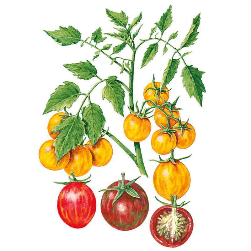 Botanical Interests Artisan Bumble Bee Blend Tomato Seeds - Thumbnail 2