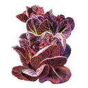 Truchas Mini-Romaine Lettuce Seeds