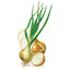 Walla Walla Bulb Onion Seeds