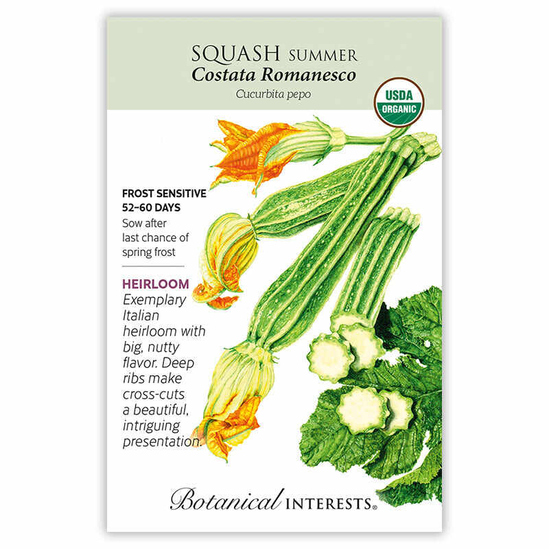 Costata Romanesco Summer Squash Seeds