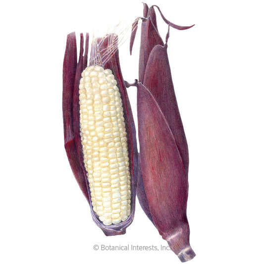 Martian Jewels Sweet Corn Seeds Product Image