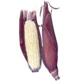 Martian Jewels Sweet Corn Seeds