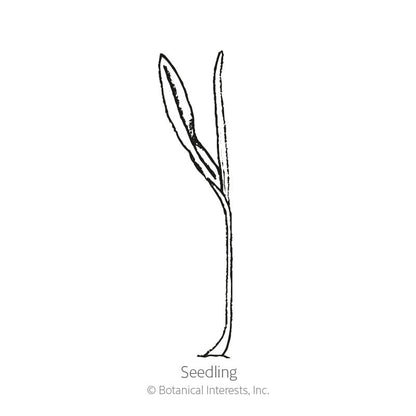 Martian Jewels Sweet Corn Seeds