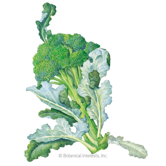 Belstar Broccoli Seeds Product Image